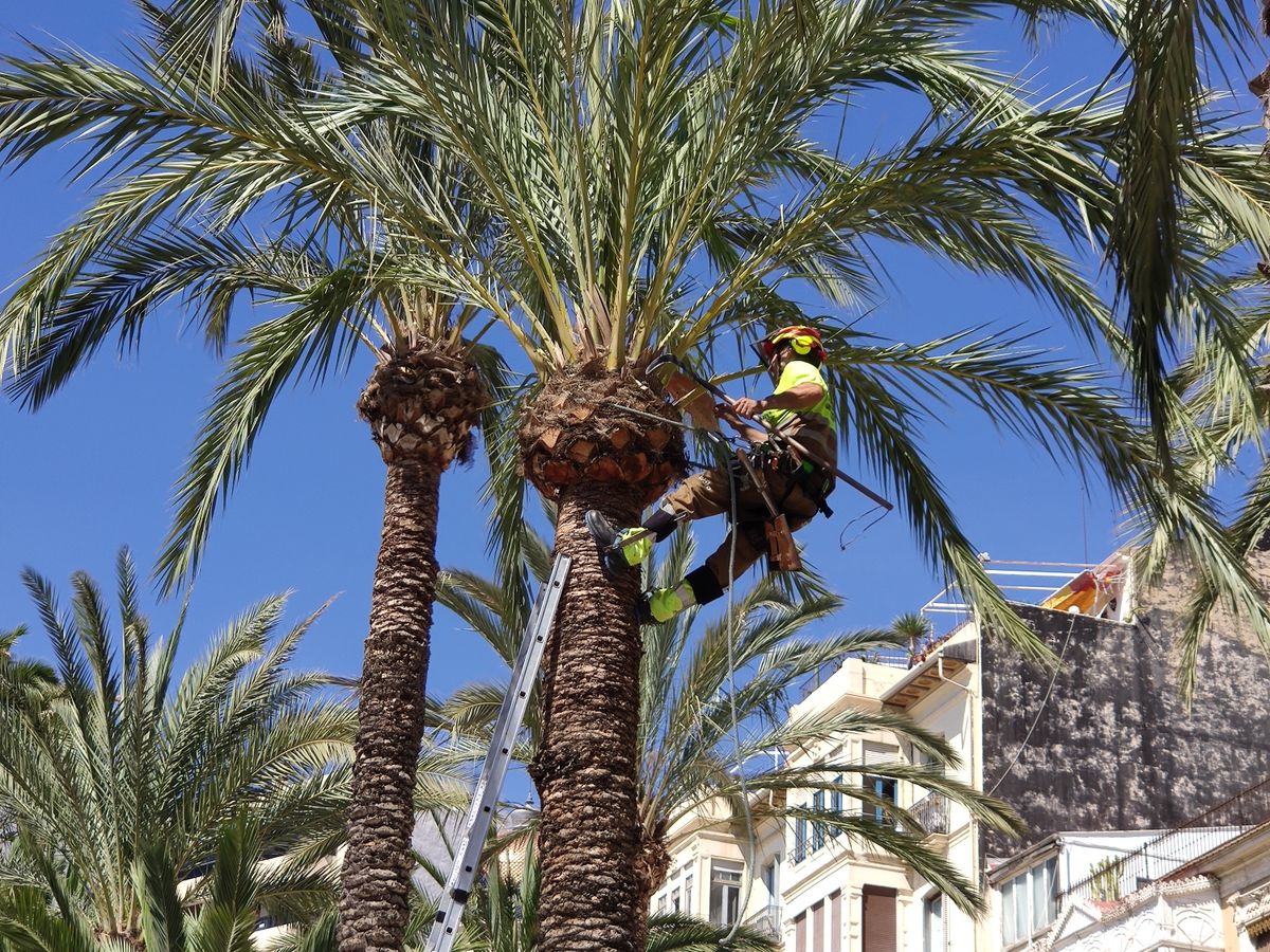 Profesional realizando la poda de una palmera urbana
