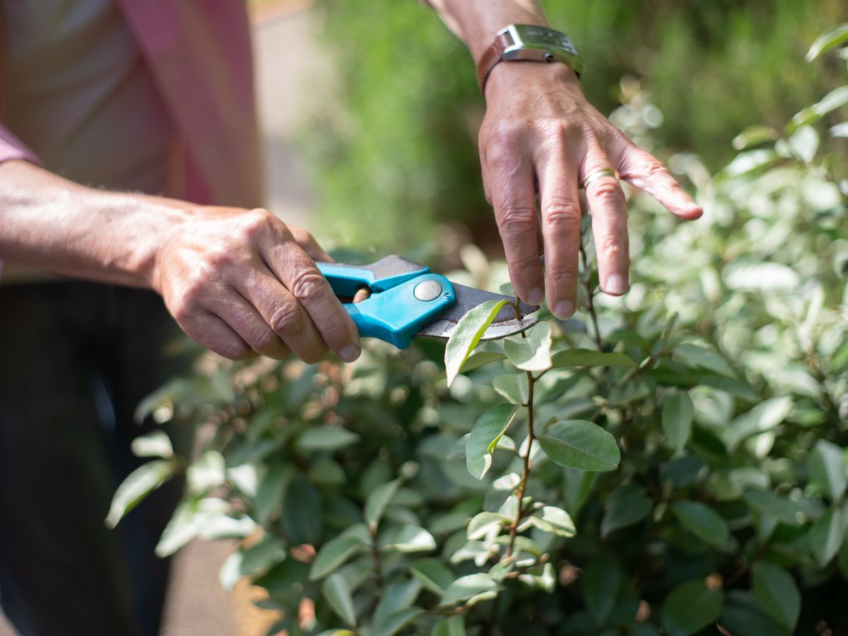 Poda de jardín con tijeras de mano